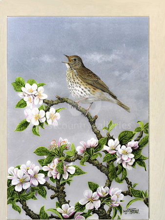 Image of Song Thrush & Apple Blossom, The Artist's Garden, St. Columb Major